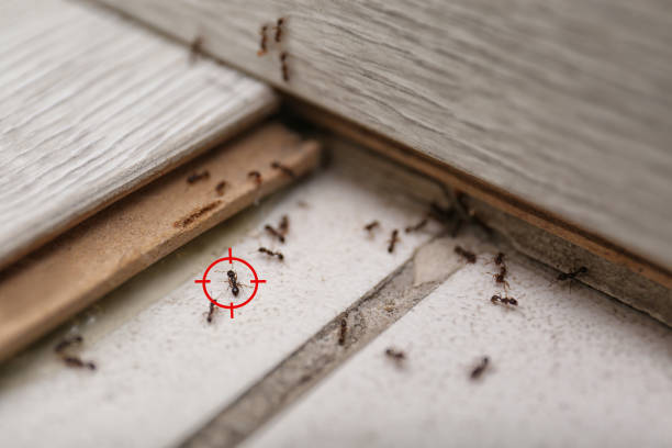 Best Pest Control for Businesses  in Raceland, KY